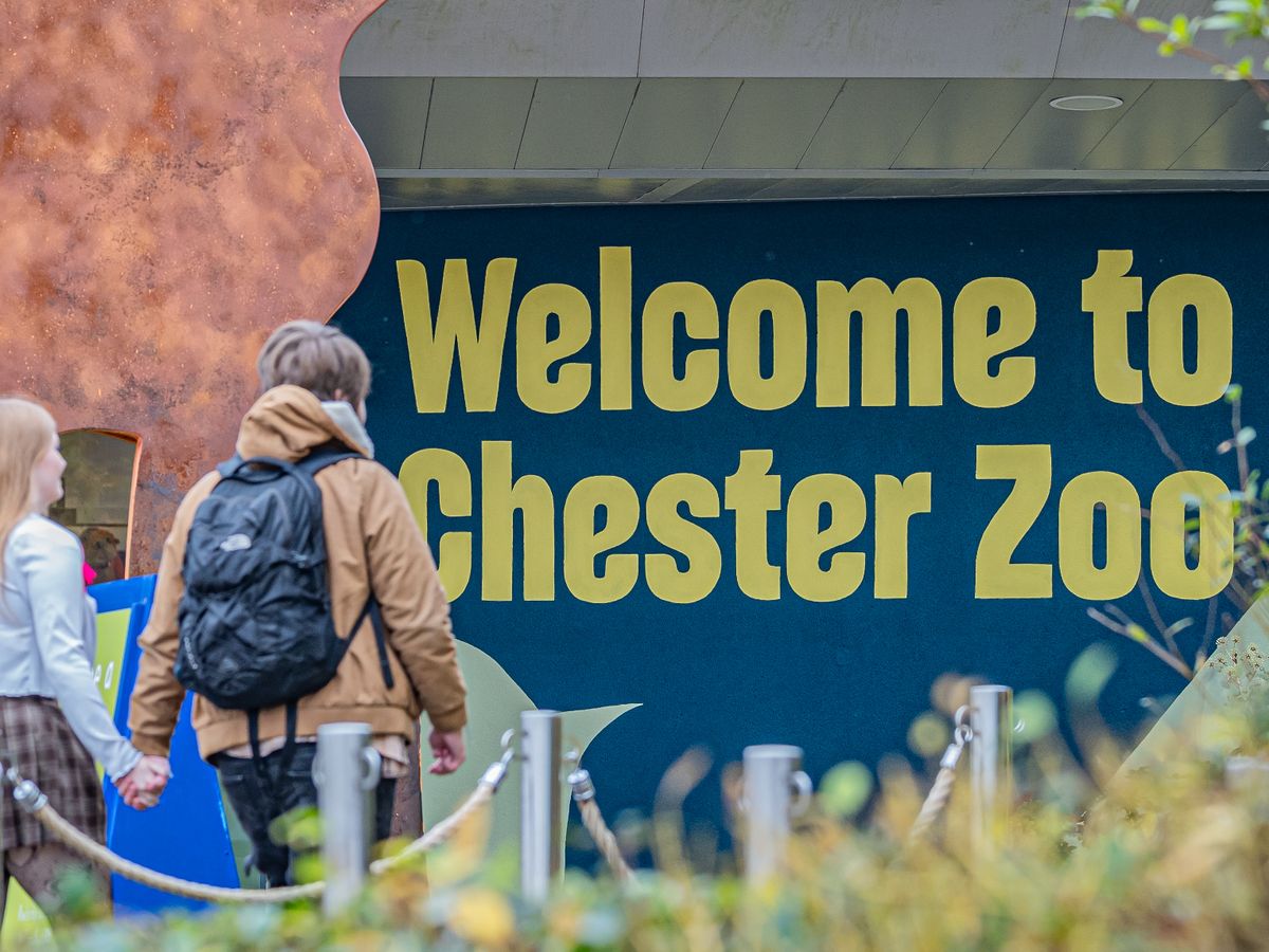 Vultures named Claudia Winkleman and Alan Carr arrive at Chester Zoo