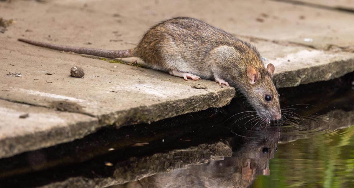 With a new law, Boise enters the rat race. Here's what homeowners ...