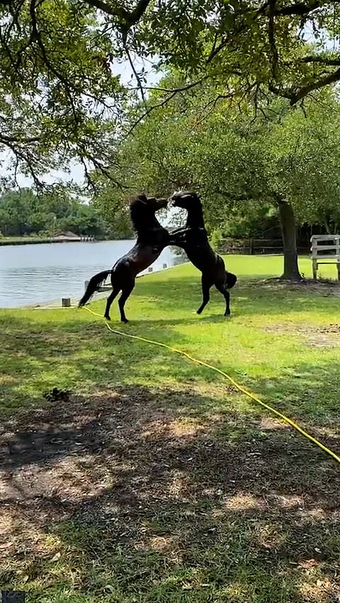 Wild stallions fight over group of mares