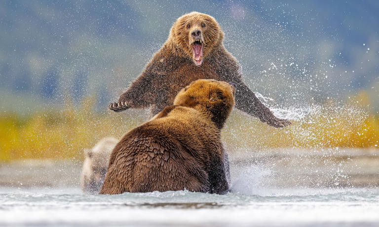 Bear knuckle brawl! Incredible photos show two grizzlies fighting