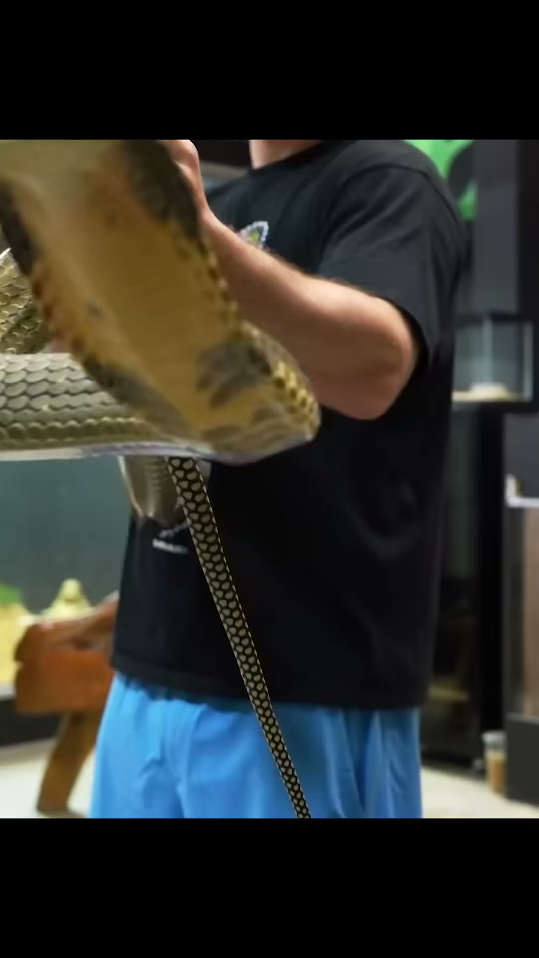 Observing a king cobra’s behavior
