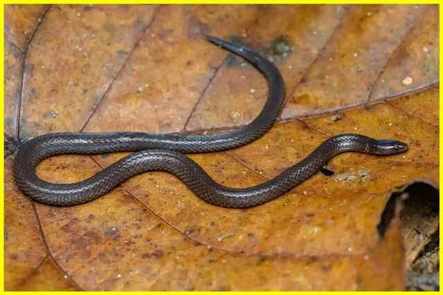 Dwarf reed snake uses cartwheeling to escape predators