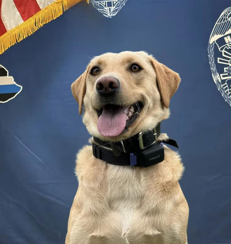 Scent-tracking dog recovers a missing 70-year-old man near a volcano ...