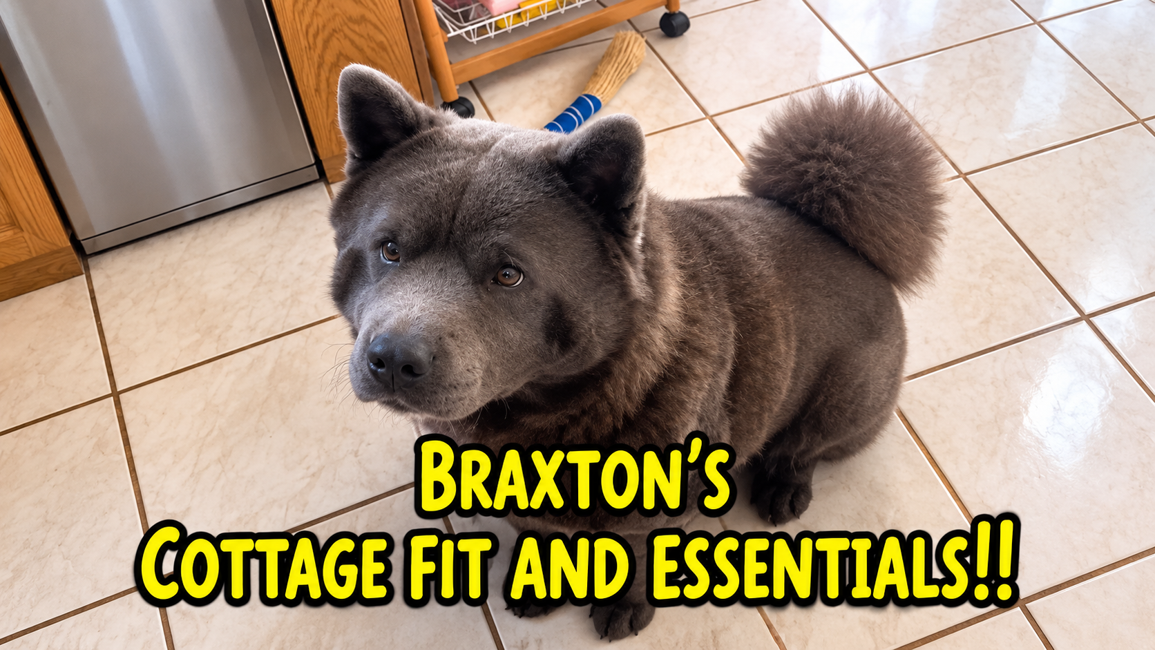 Funny black chow chow dog, cottage kit essentials, and pet vlogs