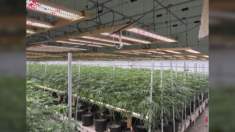 New Mexico cannabis sales reach $2.4 billion as illegal grow sites persist