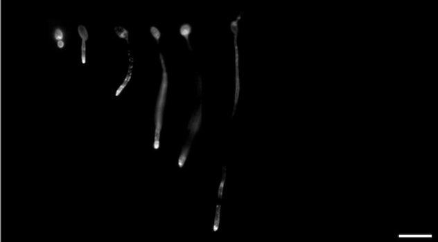 Scientists discover a bacterial molecule that tricks deadly fungi into ...
