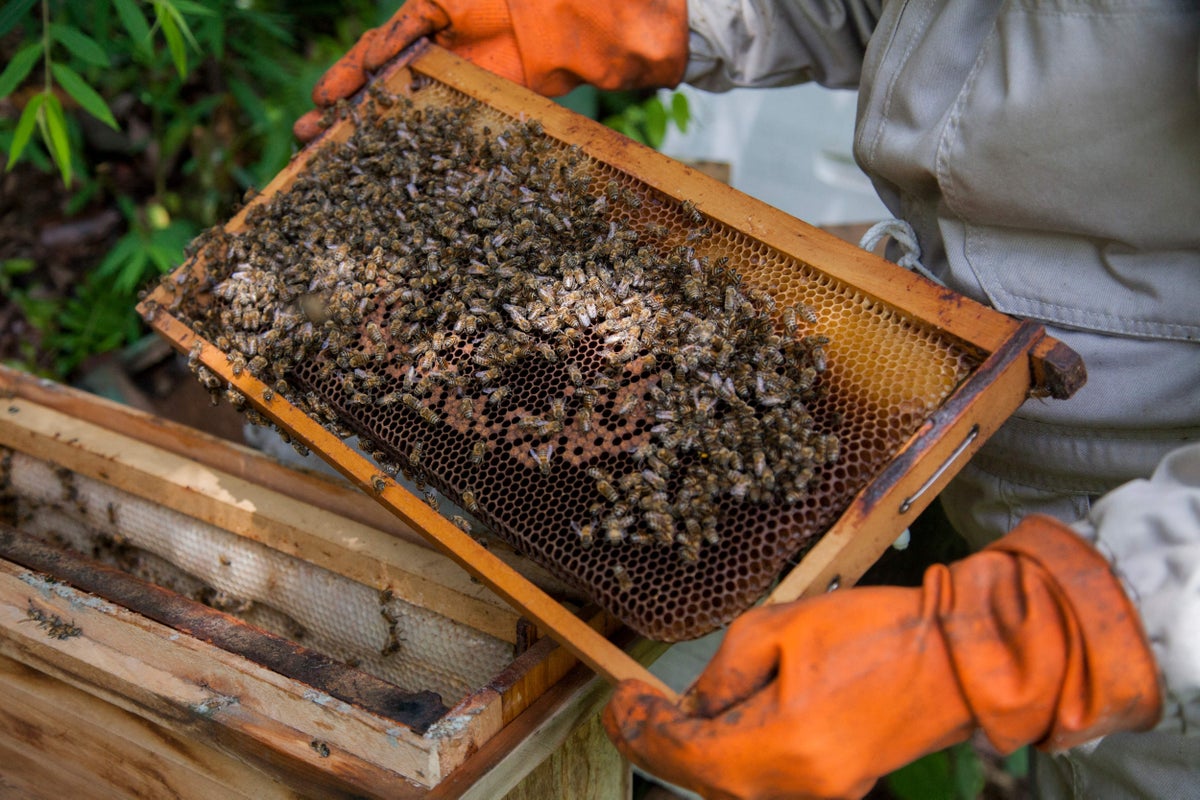 Texas HOA and homeowner feud ignites over bee colony