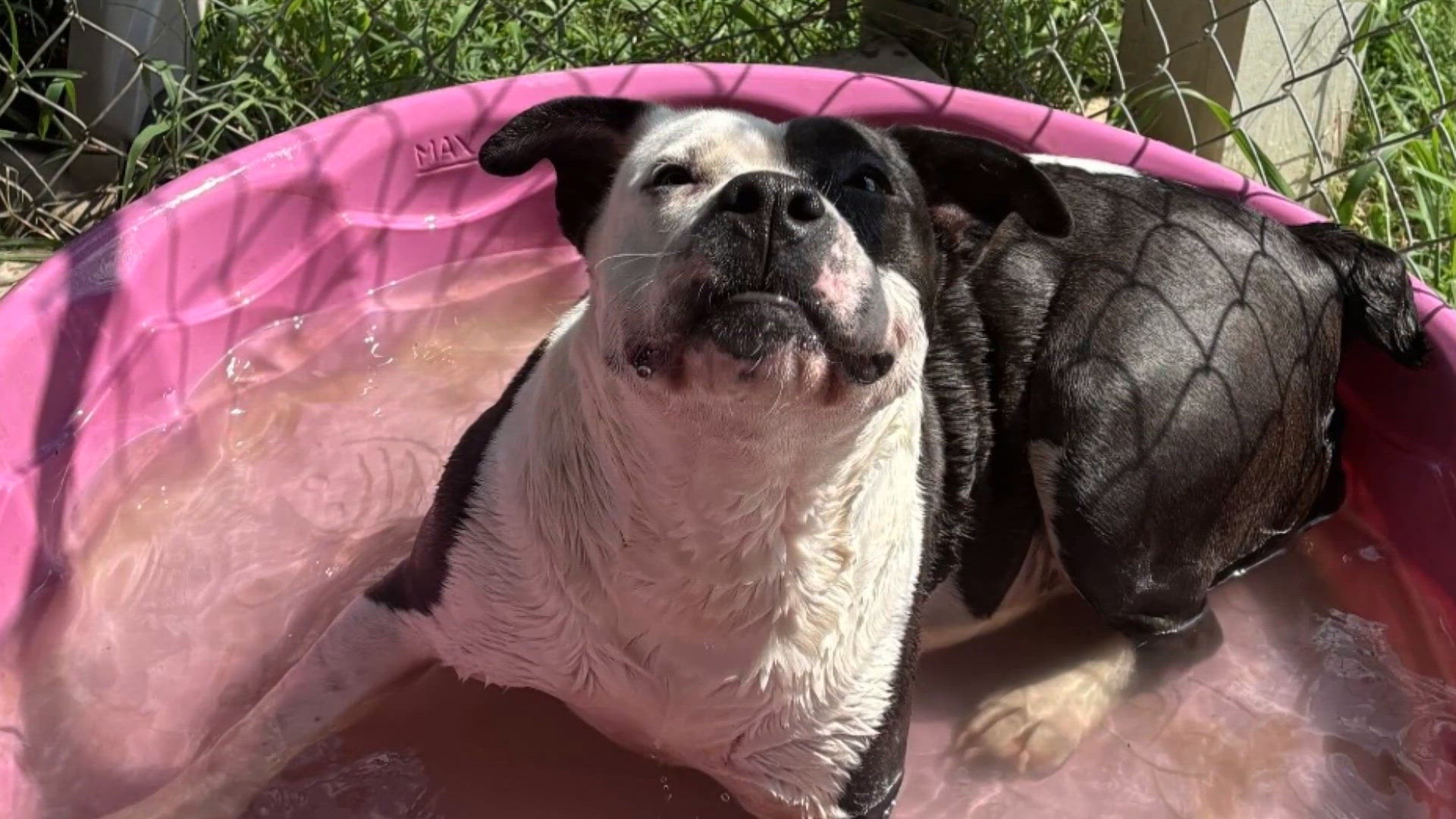 Pet of the month: Sprite