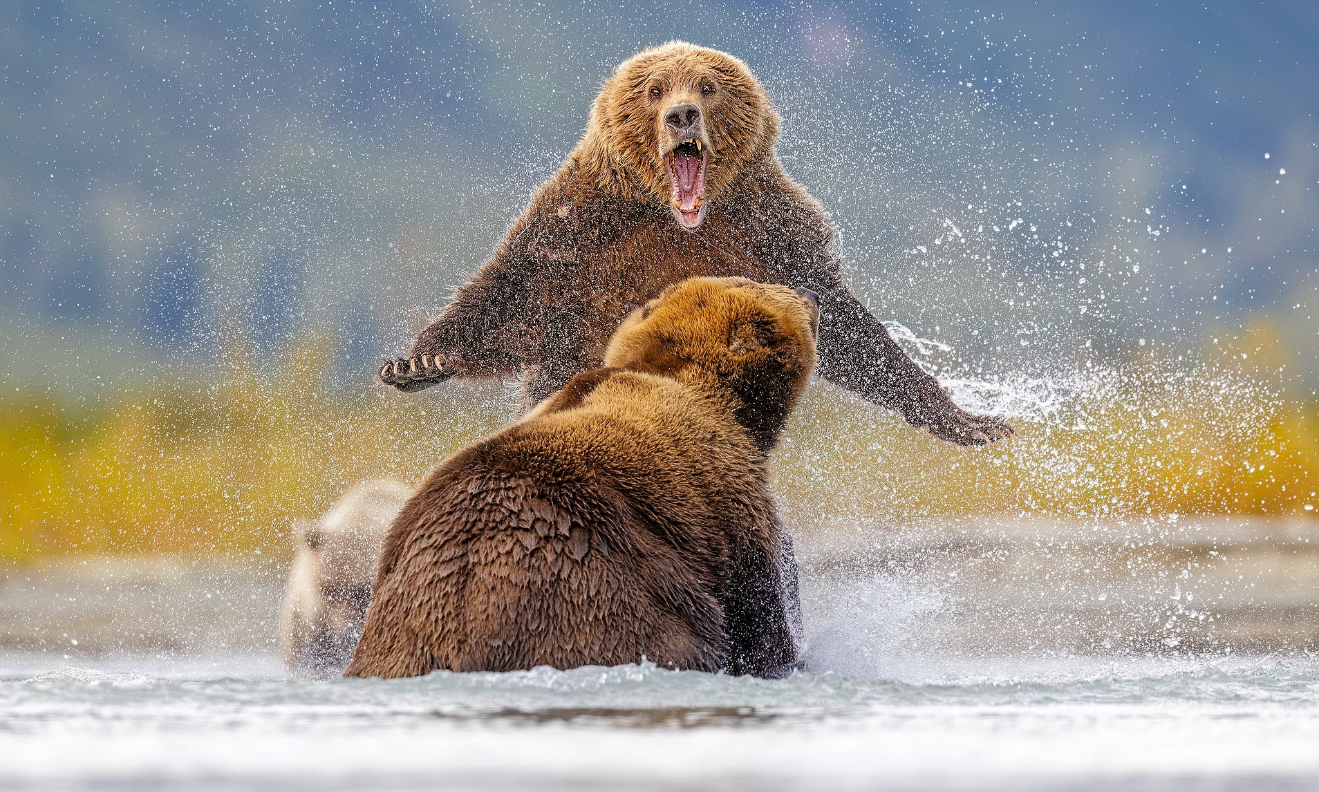 Bear knuckle brawl! Incredible photos show two grizzlies fighting