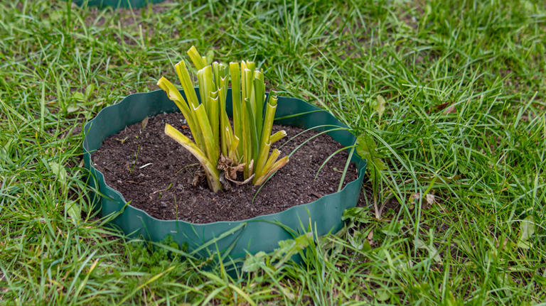 Better than planting: An easier hack for saving potted hostas during ...