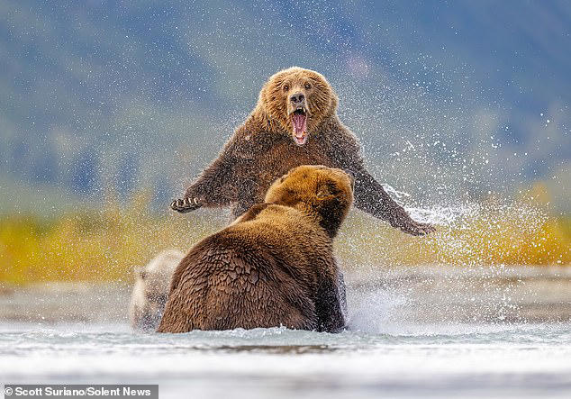 Bear knuckle brawl! Incredible photos show two grizzlies fighting