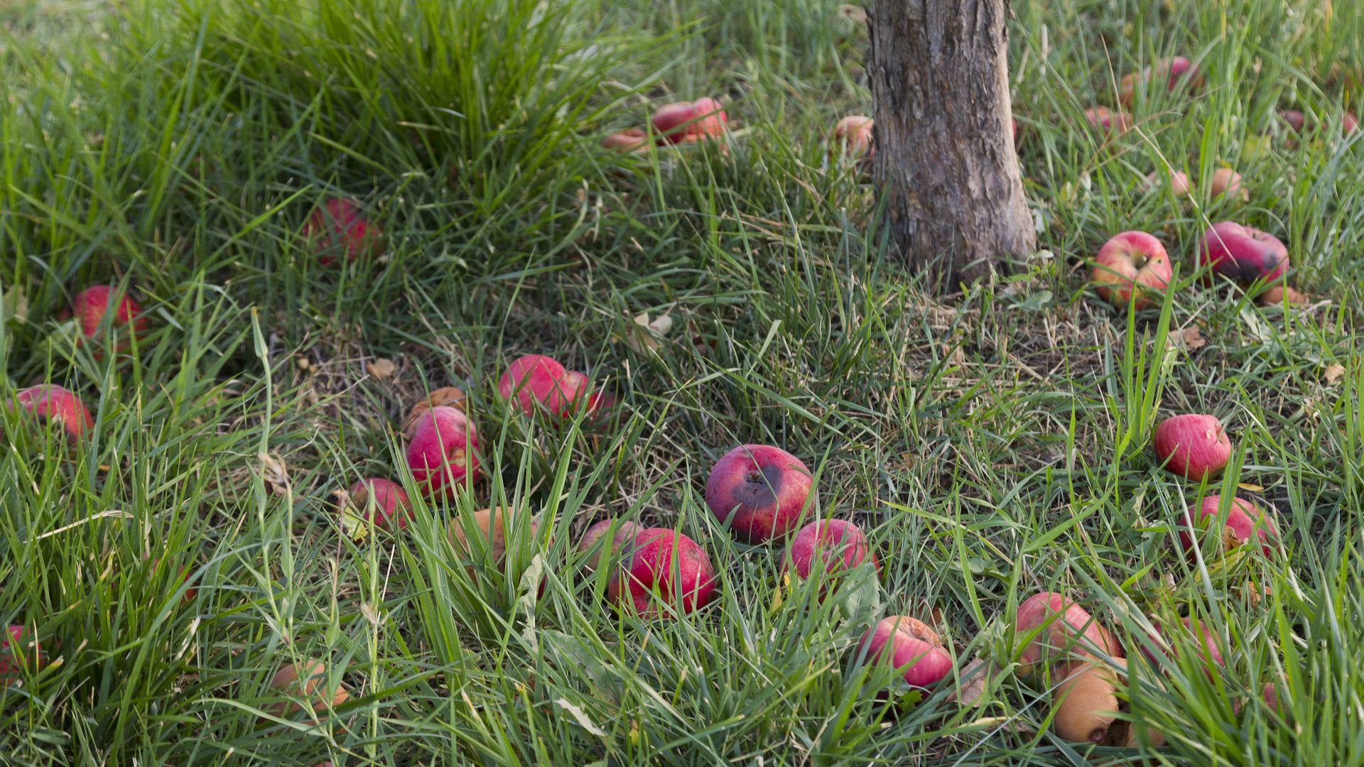 The one fall job your fruit trees will thank you for next year