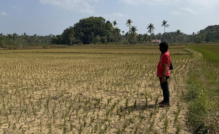 Agri losses from El Niño breach P8.5B across PH