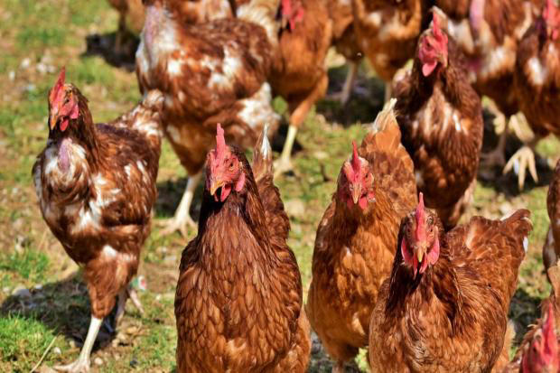 Bird flu confirmed at North East poultry farm as surveillance zone ...