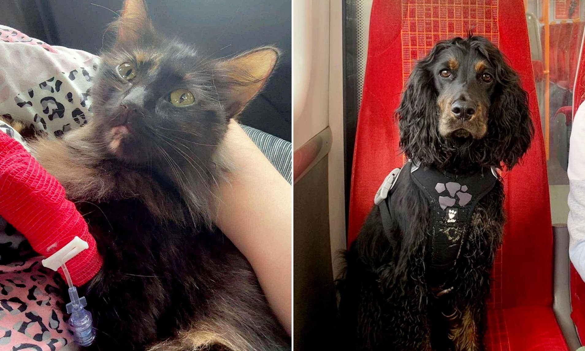 Cat owes one of her nine lives to a DOG after spaniel gave her an ...