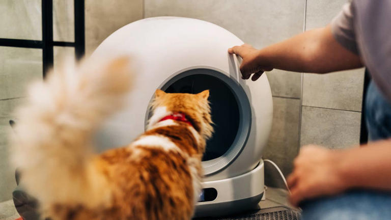 Cat mom's DIY litter box closet looks better than most guest bathrooms ...