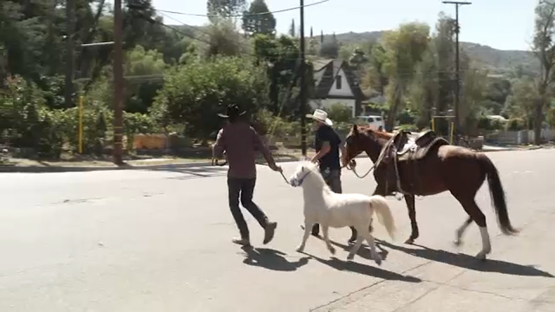 More funding approved for long-delayed horse crossing in busy Shadow ...