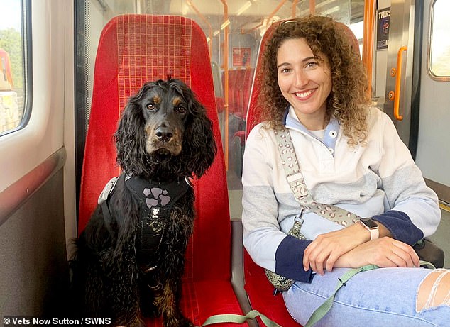 Cat owes one of her nine lives to a DOG after spaniel gave her an ...