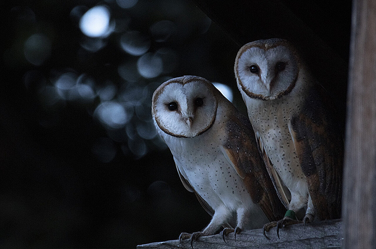 Swiss barn owls are gradually changing color
