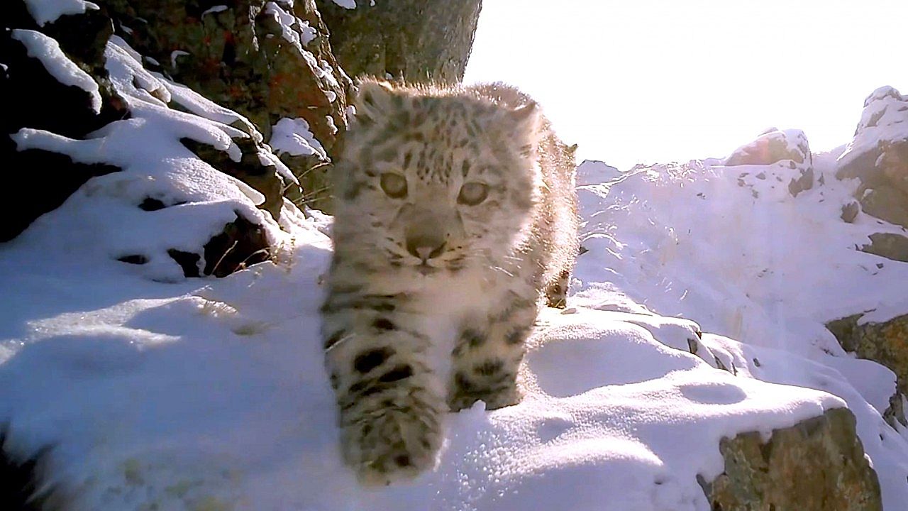 Rare camera trap clip shows snow leopard cubs on the move