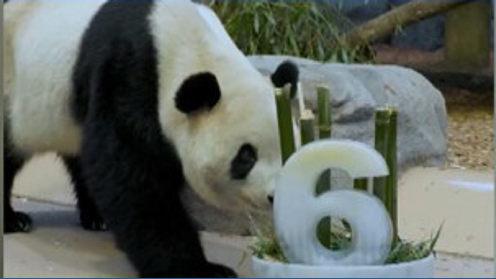 Panda at Zoo Atlanta celebrates birthday
