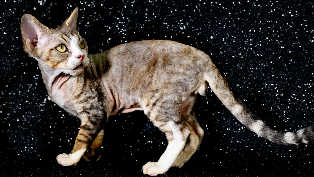 Rare Devon Rex kittens charm with unique baby Yoda looks