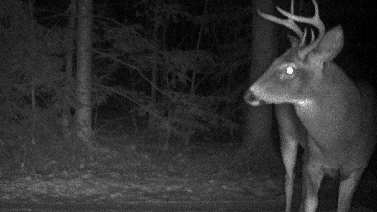 Young buck gets ragdolled and tossed in the air during battle with ...
