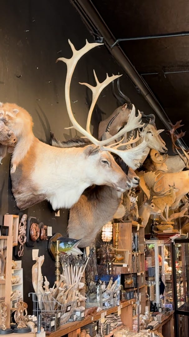 Inside Paxton Gate, San Francisco's strangest curiosity shop