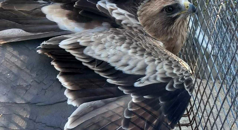 Aquila minore in migrazione uccisa da un cacciatore a Velletri ...