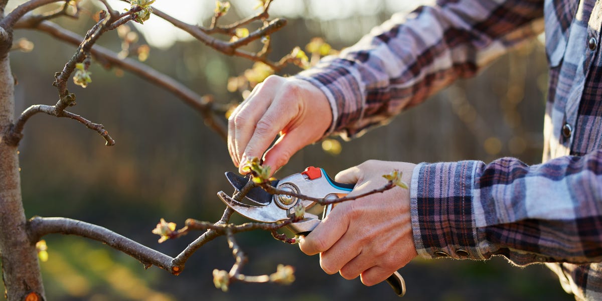 Thinking about pruning your fruit trees this fall? Read this before ...