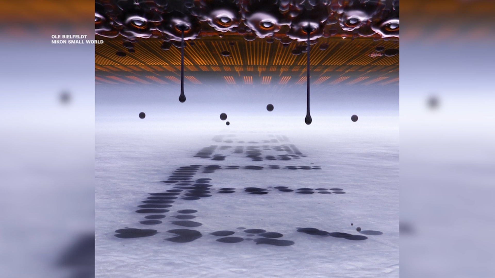 Small world micro photography winner named