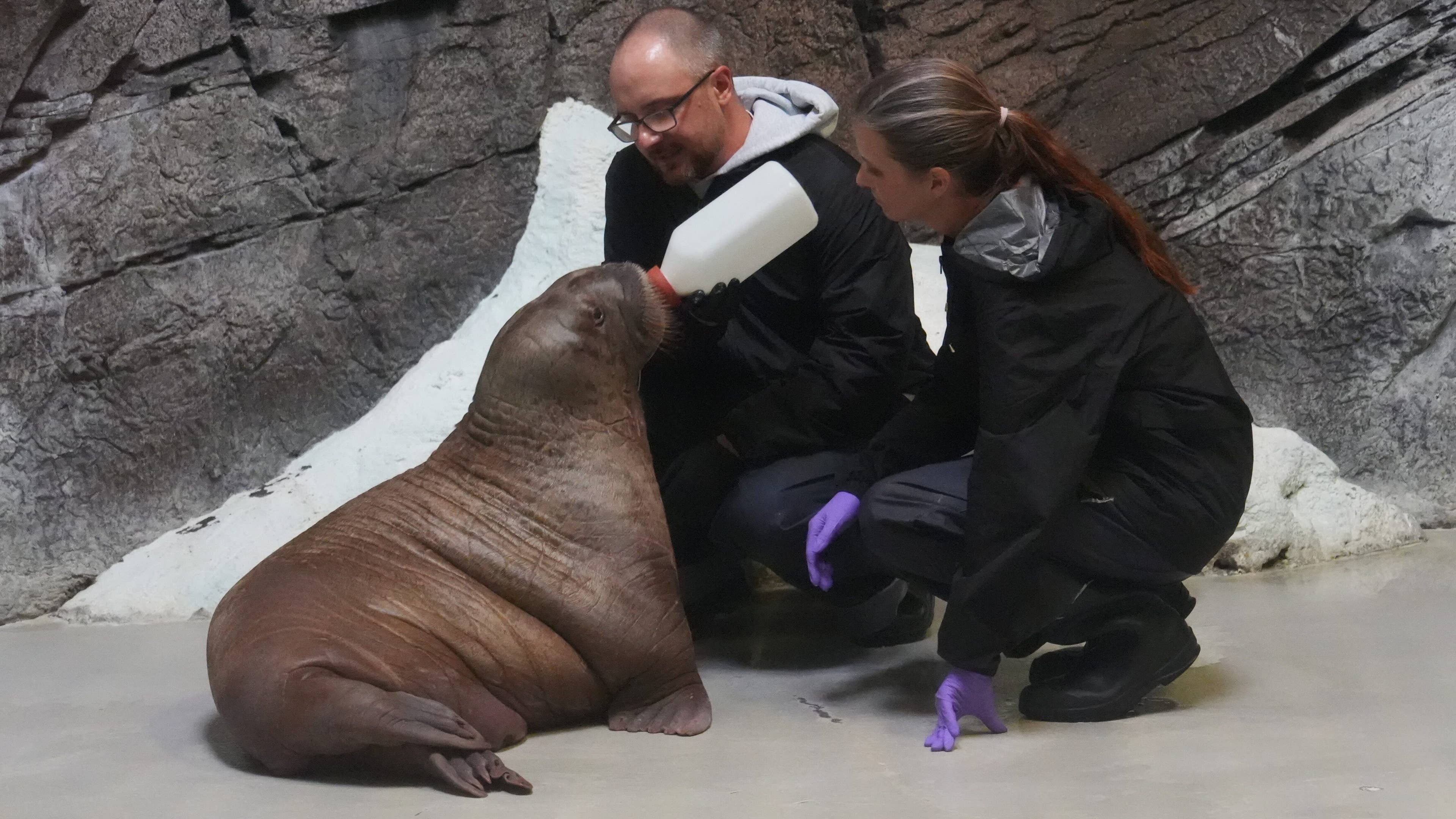 Orphaned baby walrus found between 2 dead adults gets a new home at ...