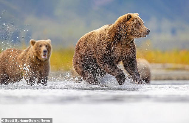 Bear knuckle brawl! Incredible photos show two grizzlies fighting