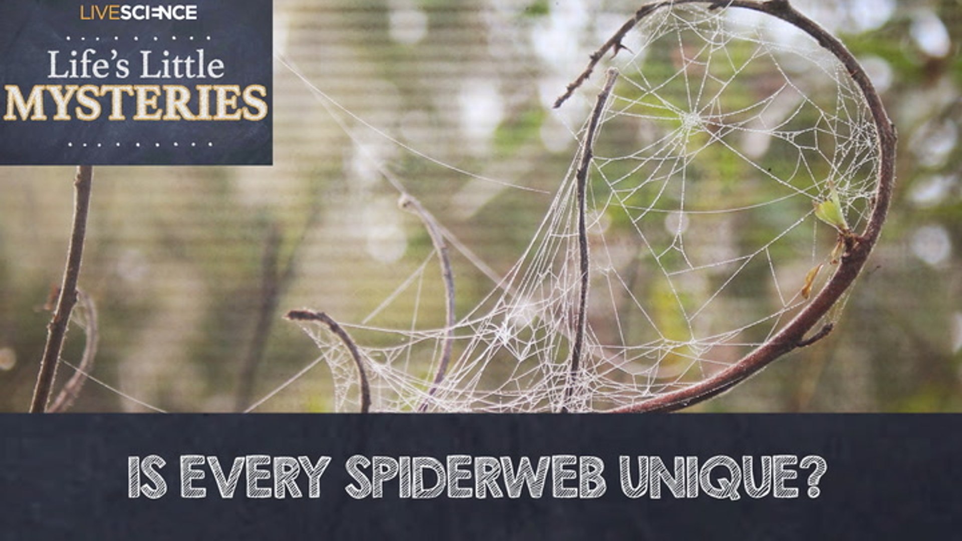 Is every spider web unique?