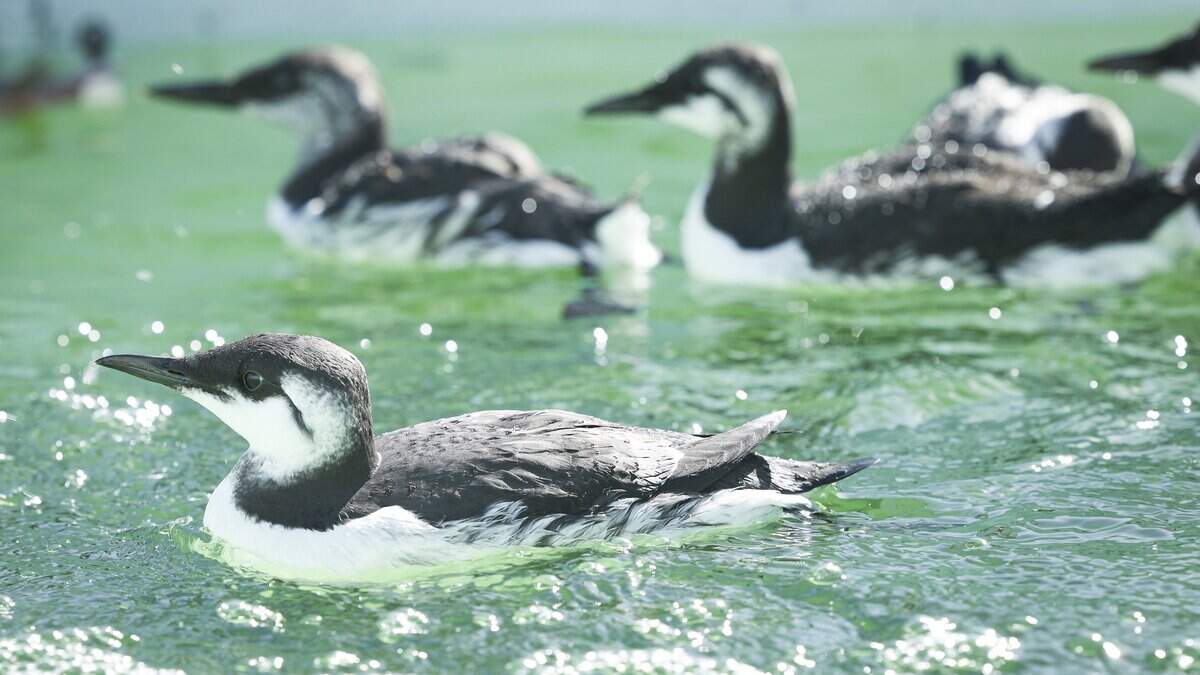 Penguin-like seabirds are starving off California, and El Niño may be ...