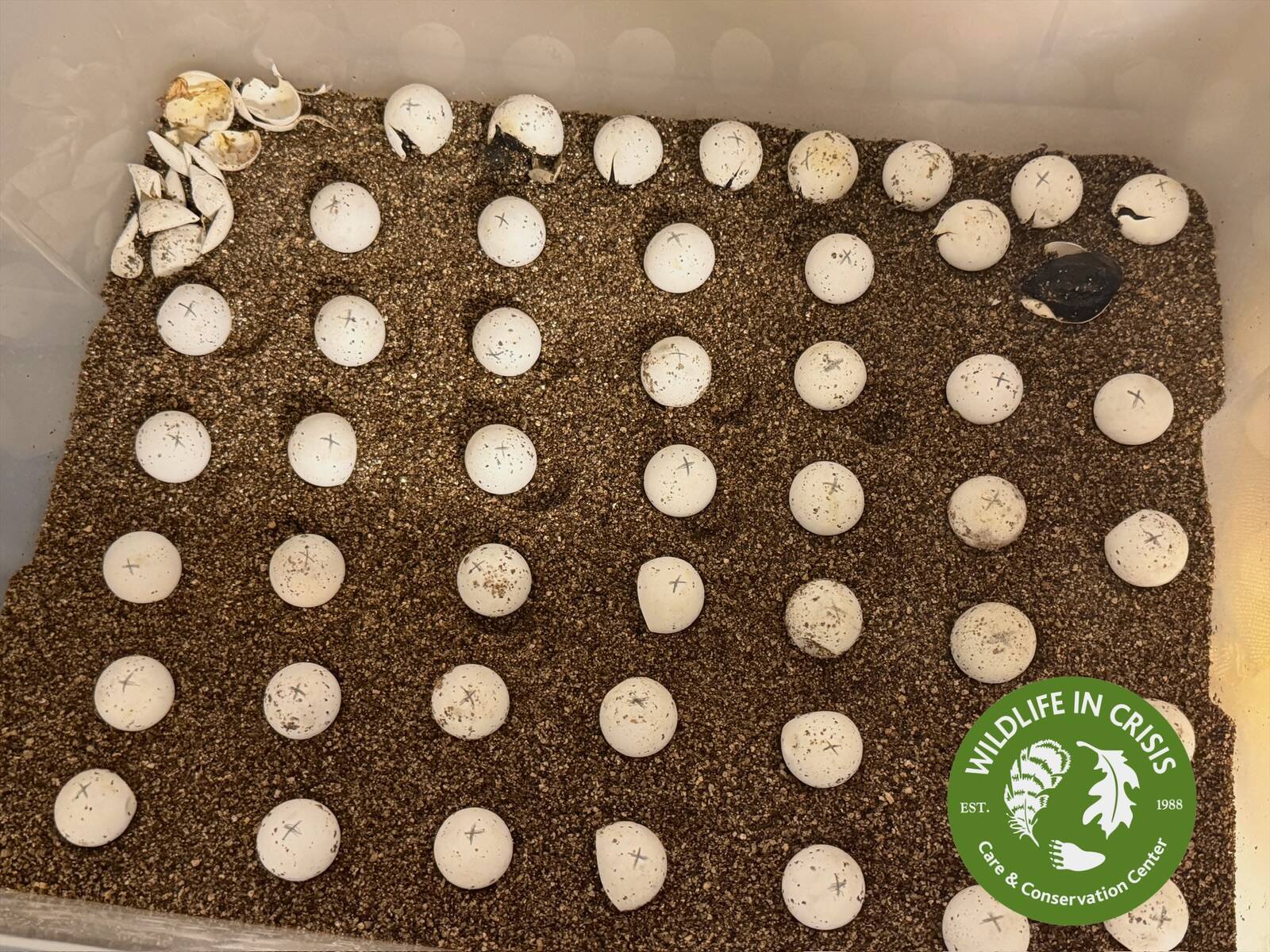 Rescuers take in 55 orphaned eggs and wait all summer for them to hatch