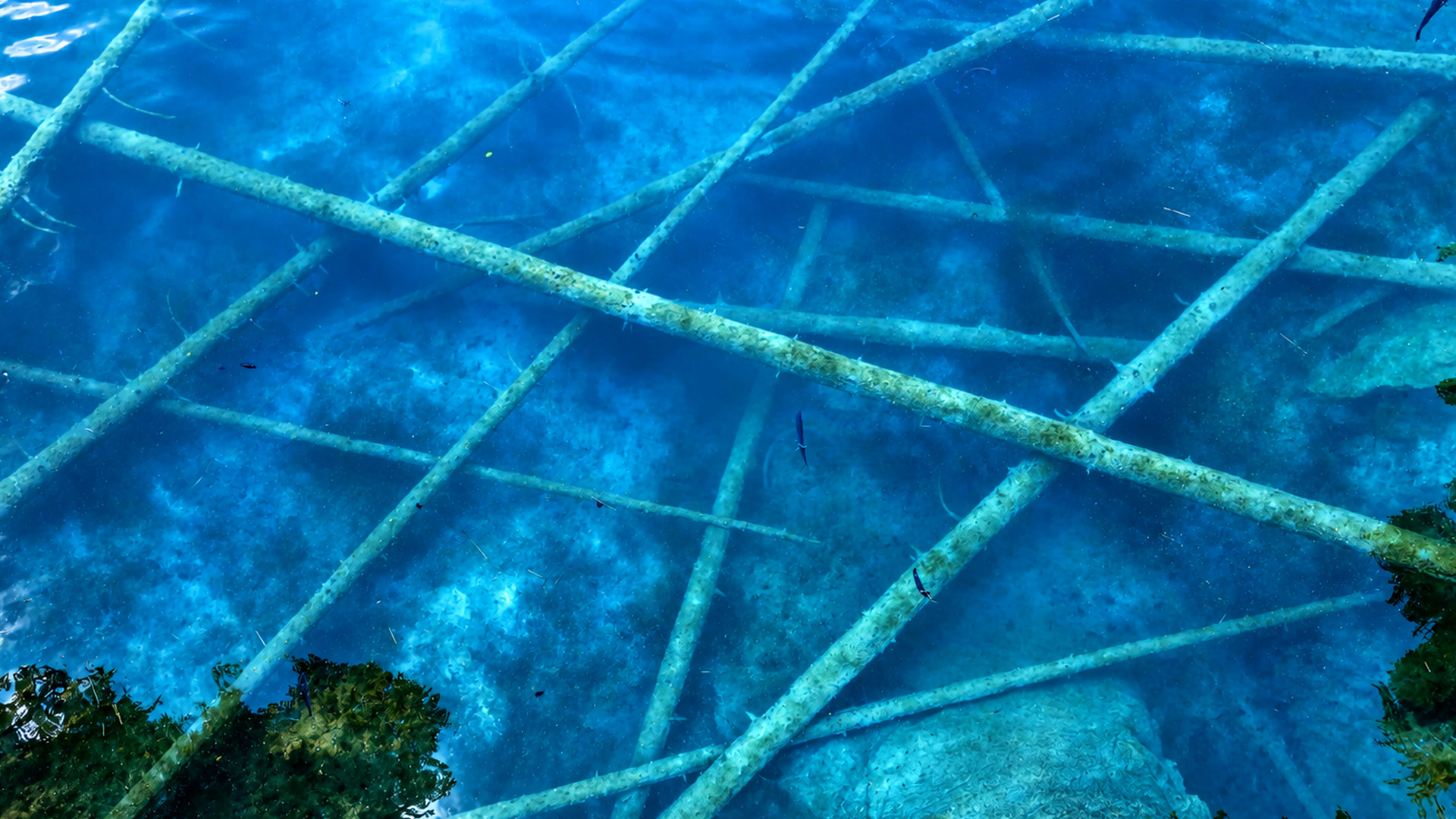 A strange underwater forest hidden beneath clear water