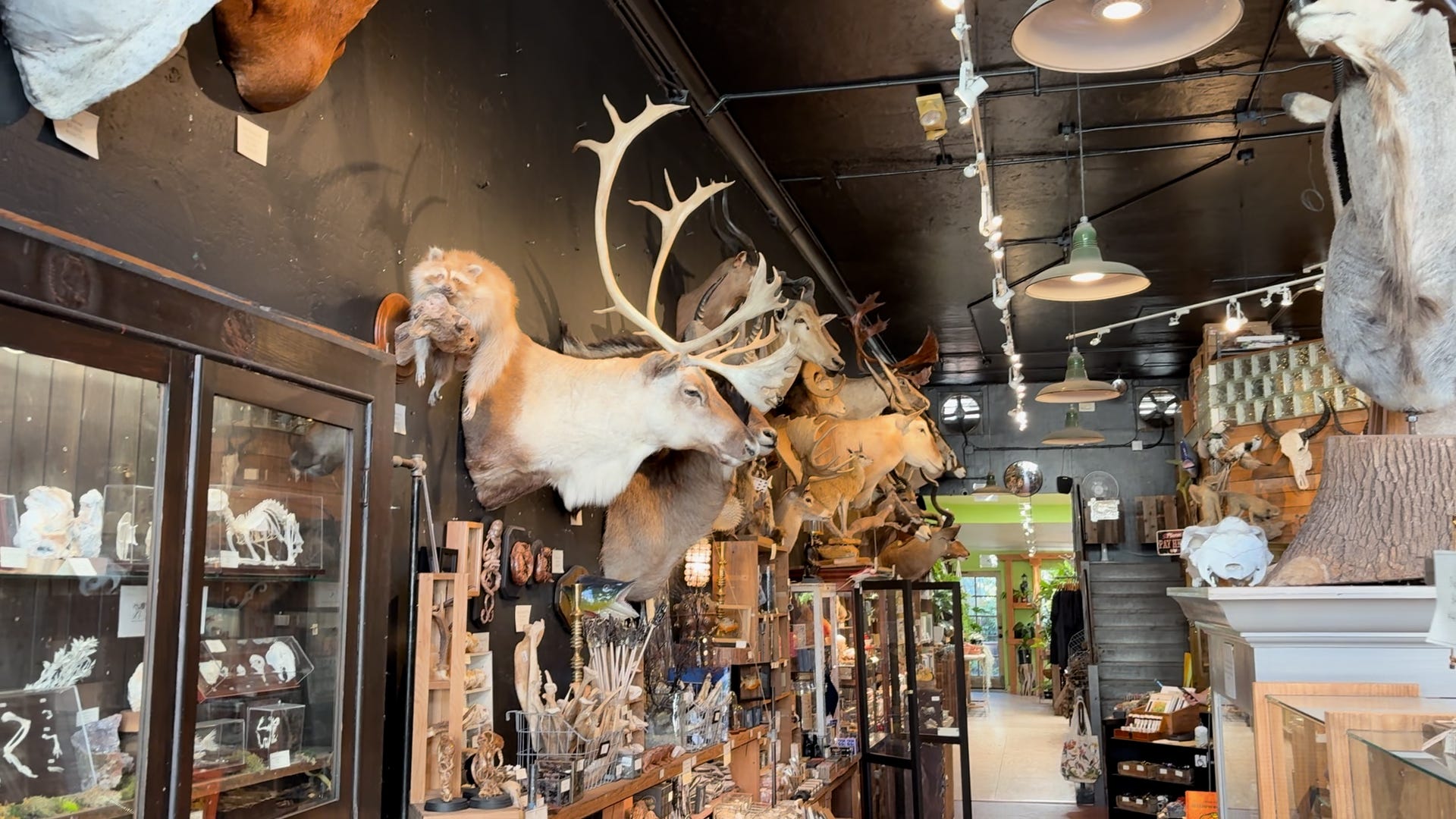 Two-headed goat, ancient fossils: Inside San Francisco's Paxton Gate