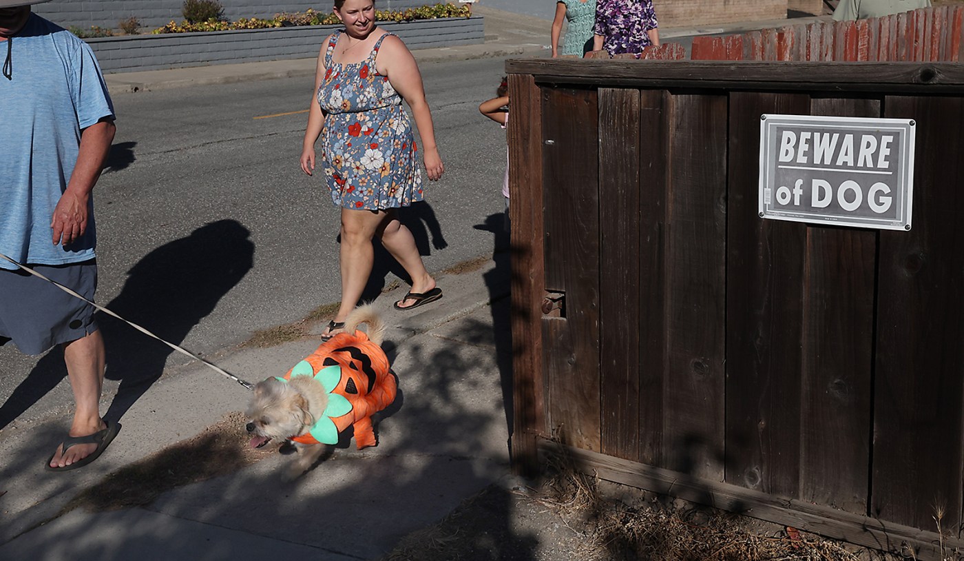 Photos | Pet Halloween costume parade heads down Allerton Ave in Santa Cruz