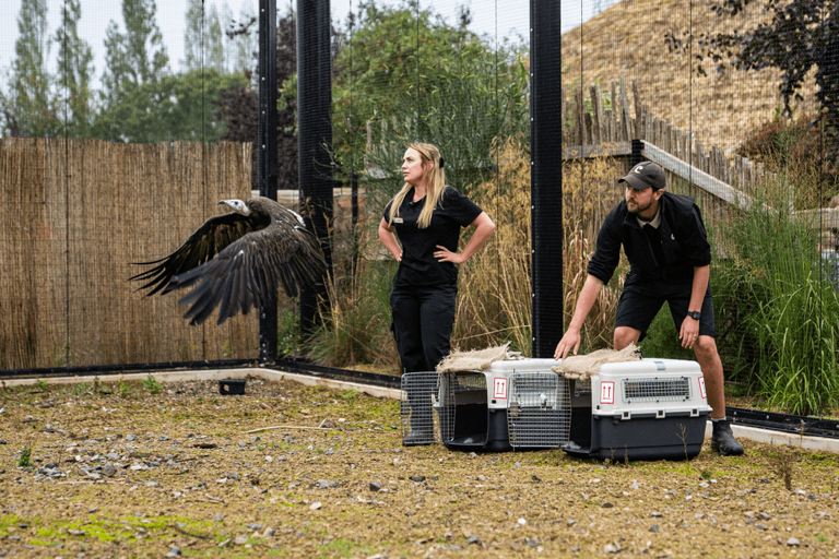 Chester Zoo welcomes pair of endangered species named after 'Traitors ...