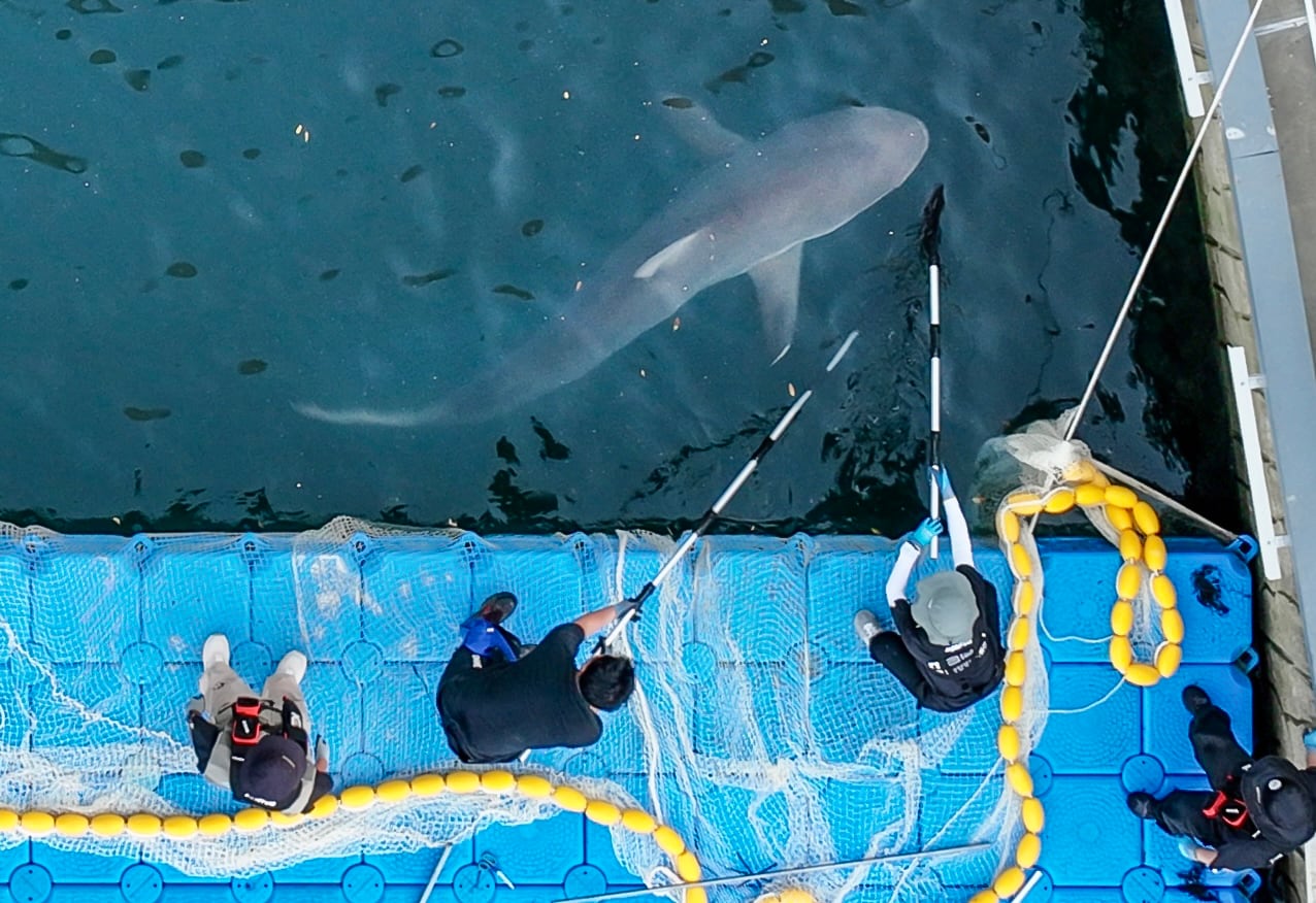 Dusky shark Bukangi reenters waterway by breaking through net barrier