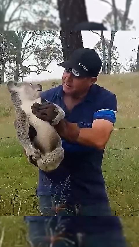 Australian man rescues growling koala from road