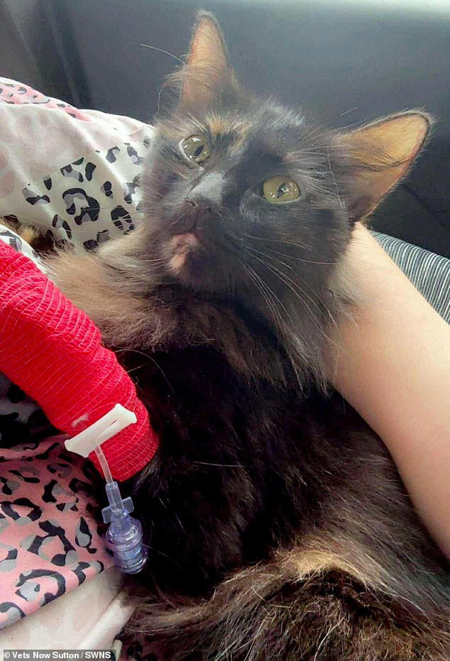 Cat owes one of her nine lives to a DOG after spaniel gave her an ...
