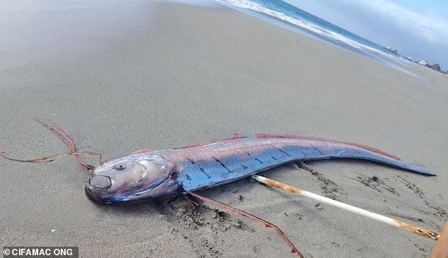 Giant doomsday fish washes ashore in South America sparking claims of ...