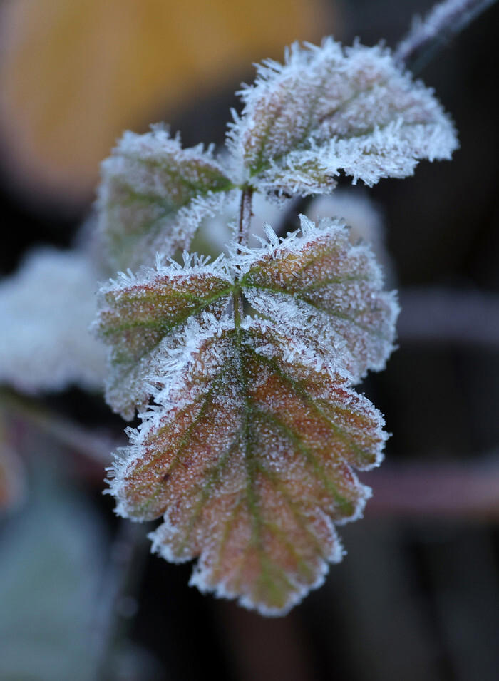 Cold weather