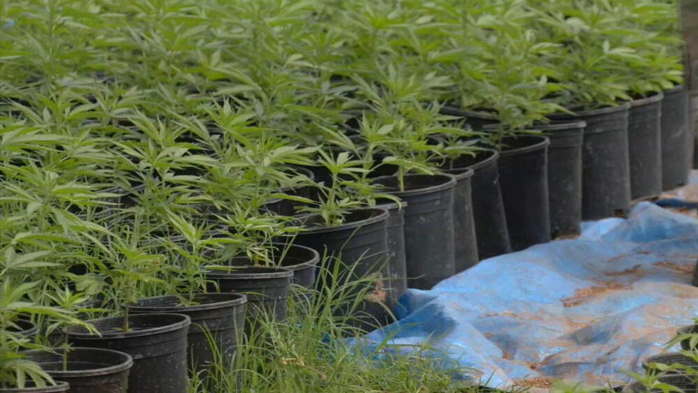 Oklahoma medical marijuana recalled after failing yeast and mold testing