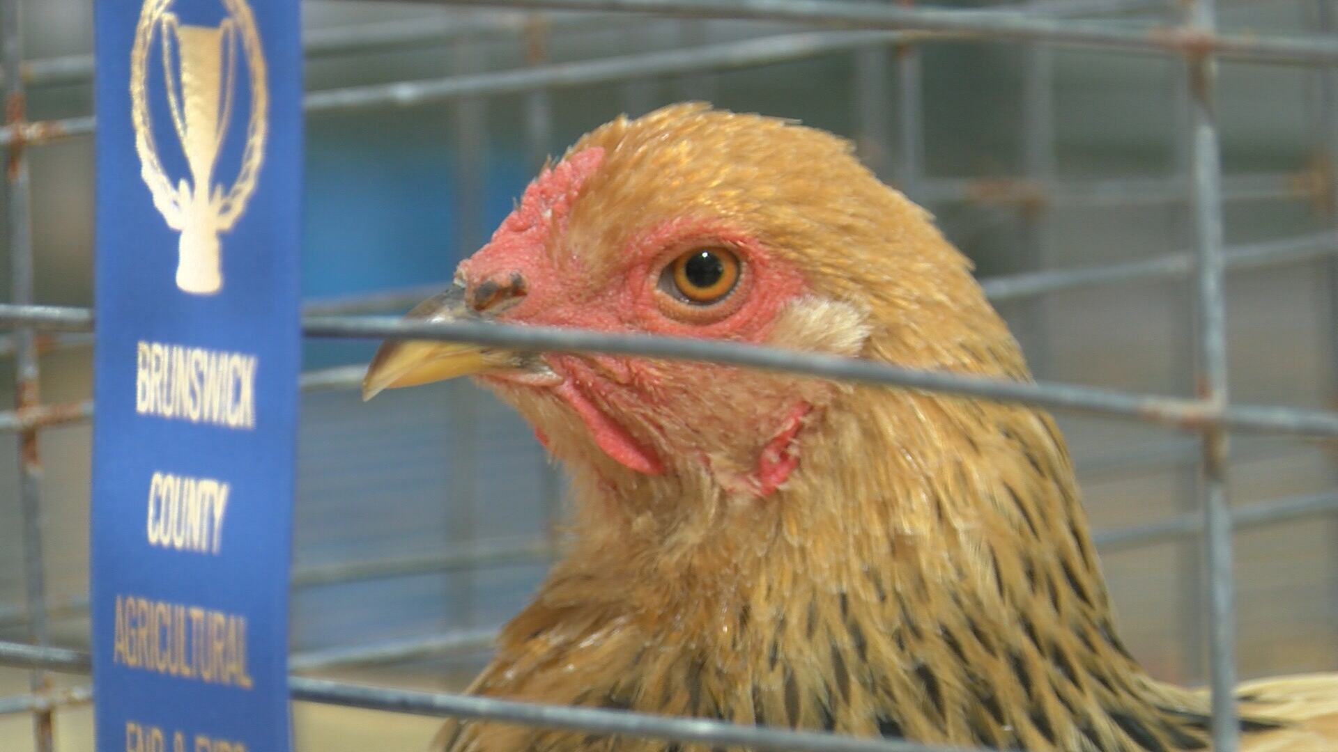 'Naked and hungry without agriculture': Brunswick Co. Fair highlights ...