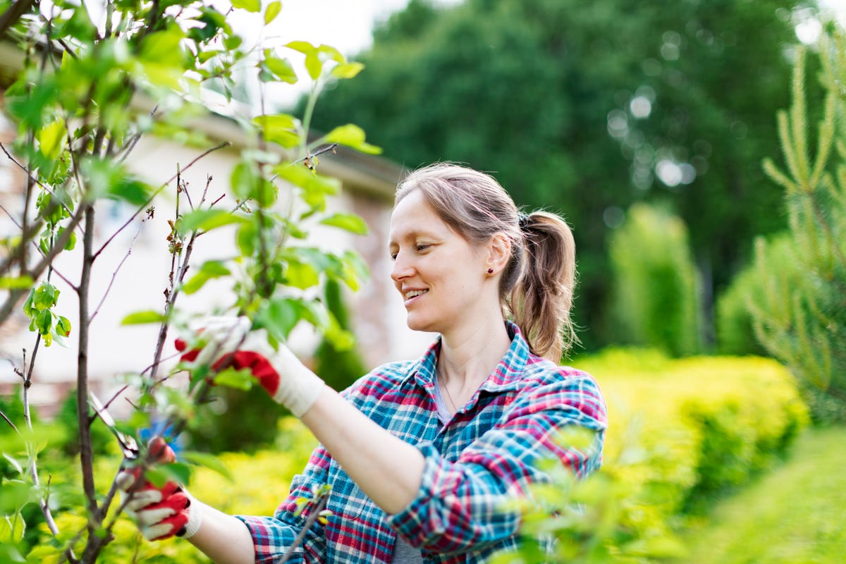 Thinking about pruning your fruit trees this fall? Read this before ...