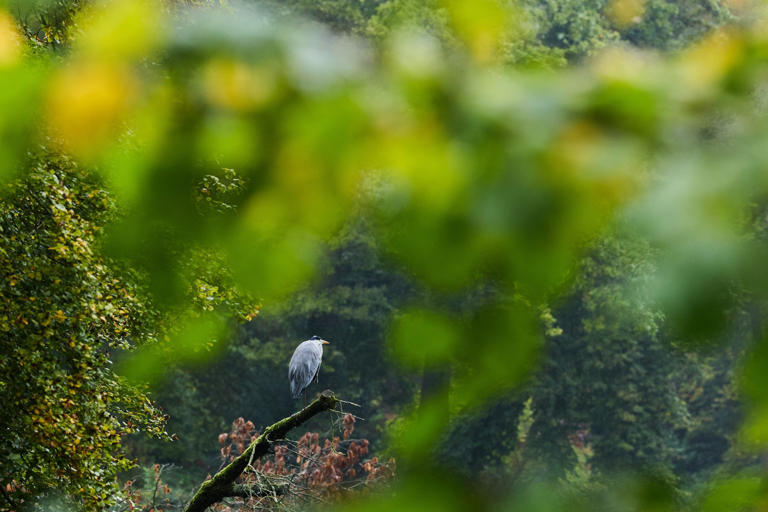 Bird rarely seen in North America makes surprise appearance in popular ...