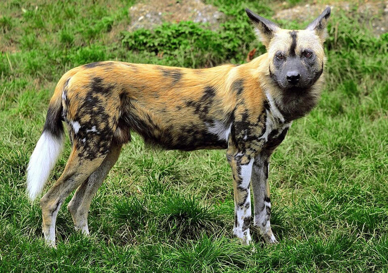 In 2025, three African wild dog brothers travelled 4,126 km across ...